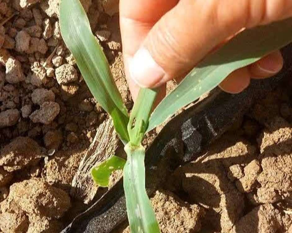 ذرت کهگیلویه 